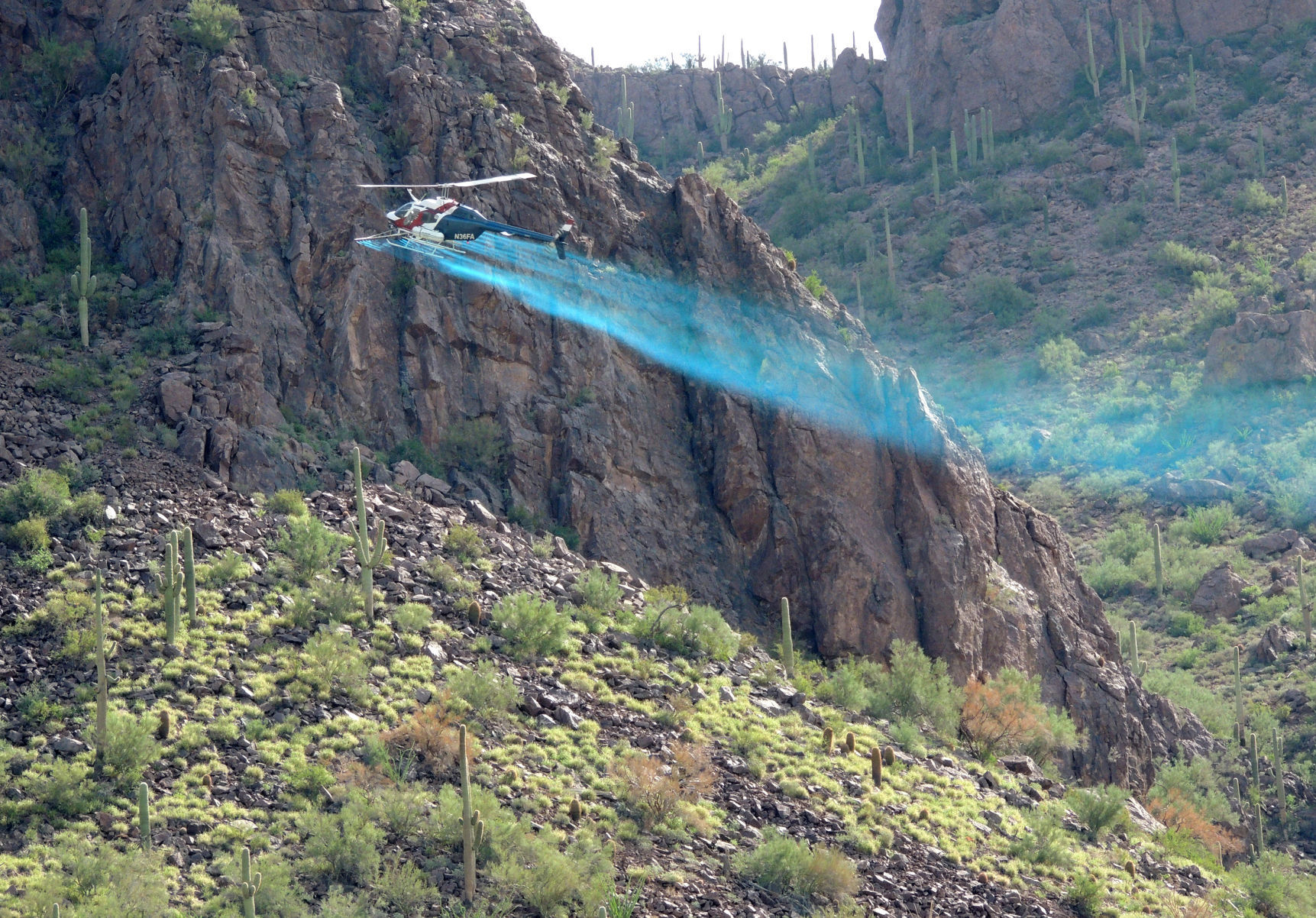 Aerial spraying of buffelgrass